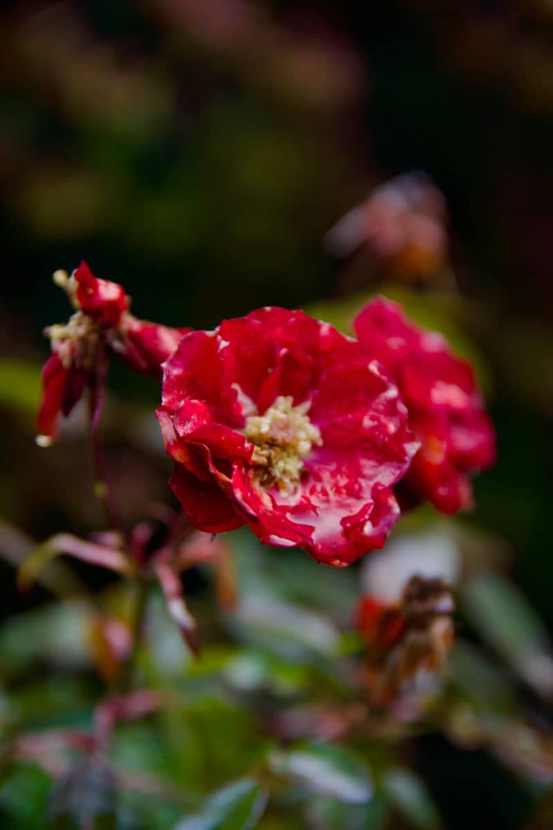Talca Garden Roses - Image 1