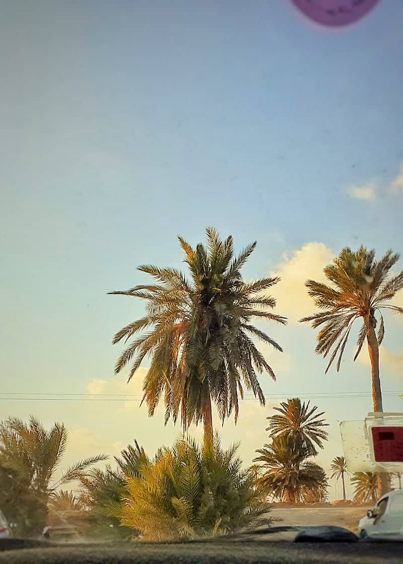 Djerba Palm Groves - Image 1