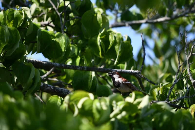 Northport Garden Birding - Image 1