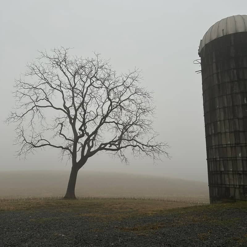 Lewisburg Rural Silo and Lone Tree - Image 1