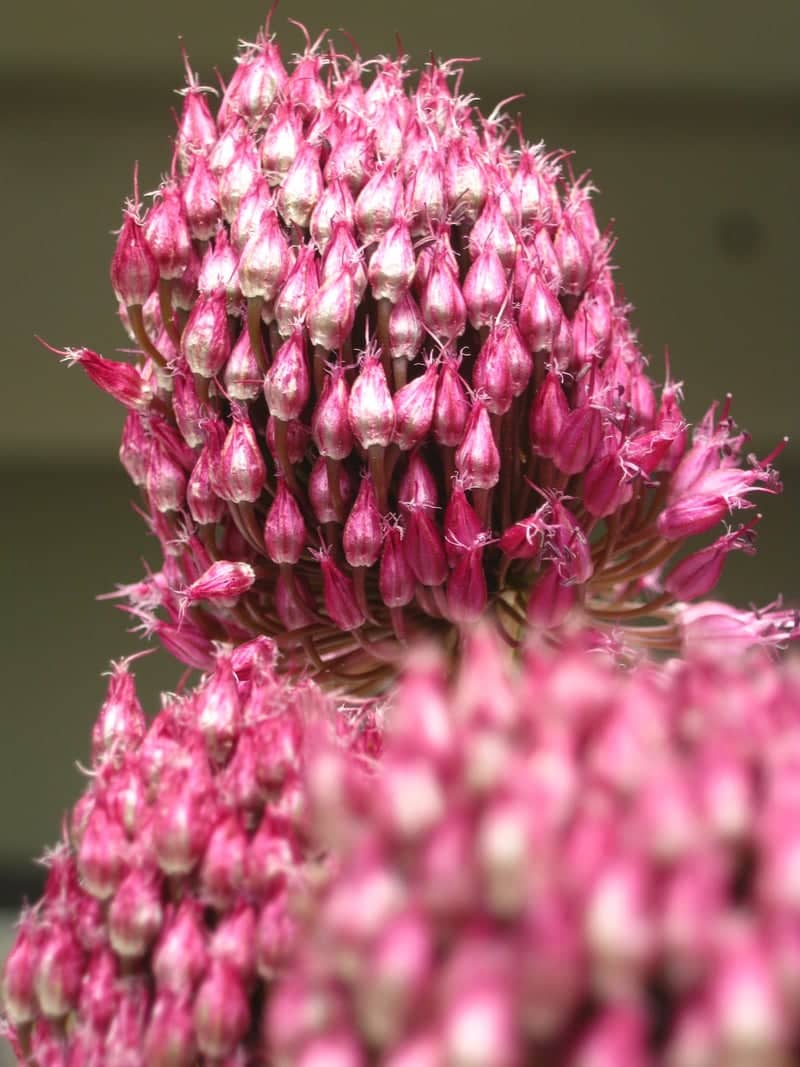 Hortus Botanicus Leiden - Image 1