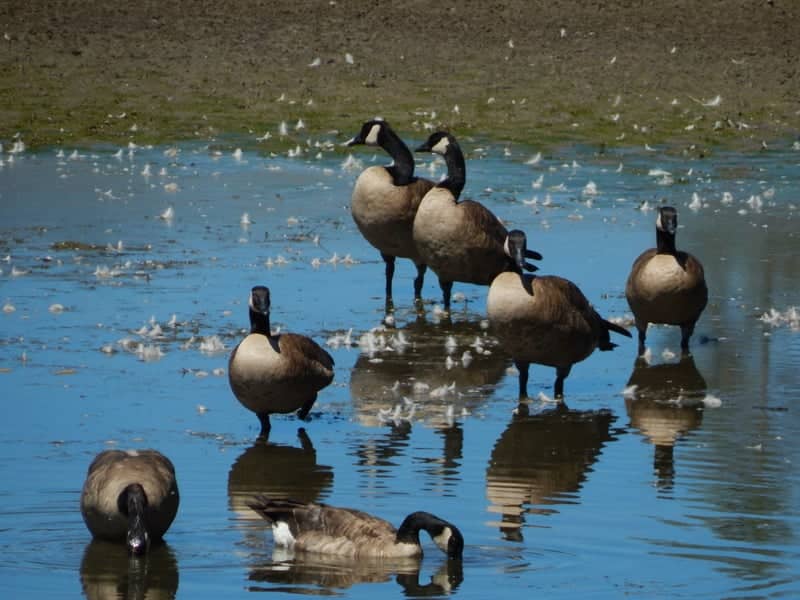 Redding Pond Wildlife Overlook - Image 1