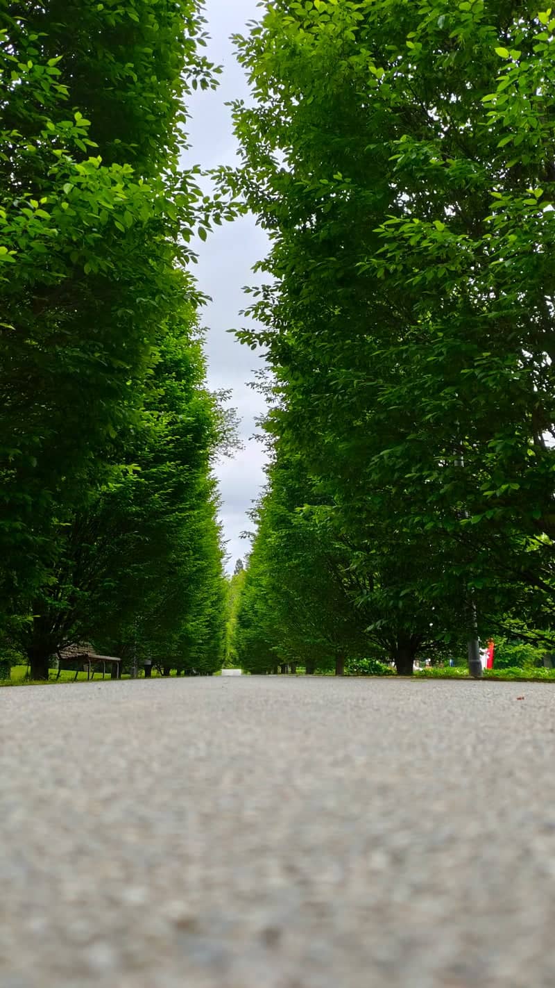 Sonderhofen Tree-Lined Alley - Image 1
