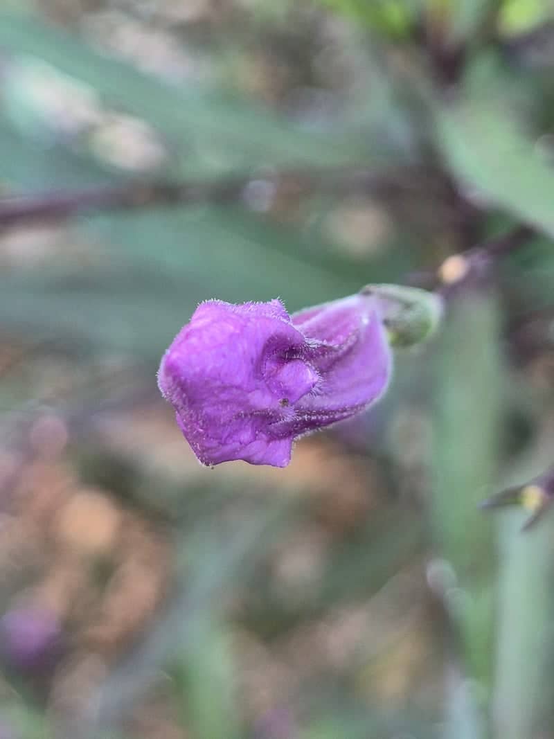 Bandung Garden Macro Spot - Image 1