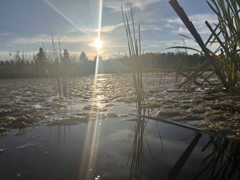 Pipestone River Wetlands - Image 1