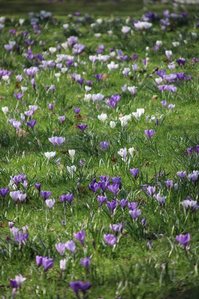 Crocus Fields of Chiomonte - Image 1