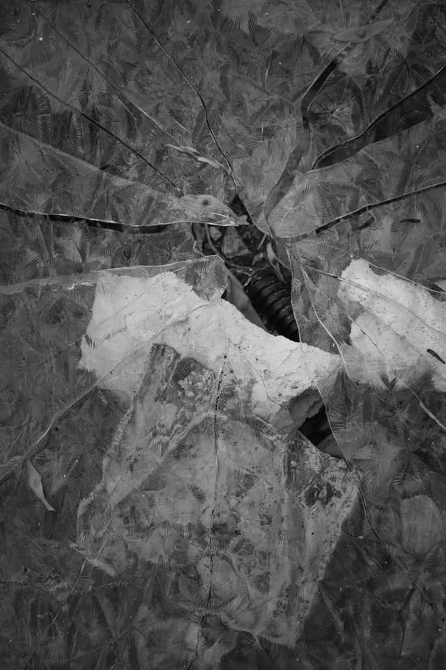 Alpine Frost Textures in Chiomonte - Image 1