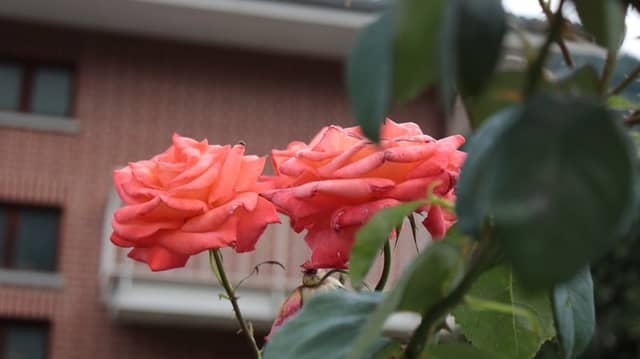 Chiomonte Village Garden - Image 1