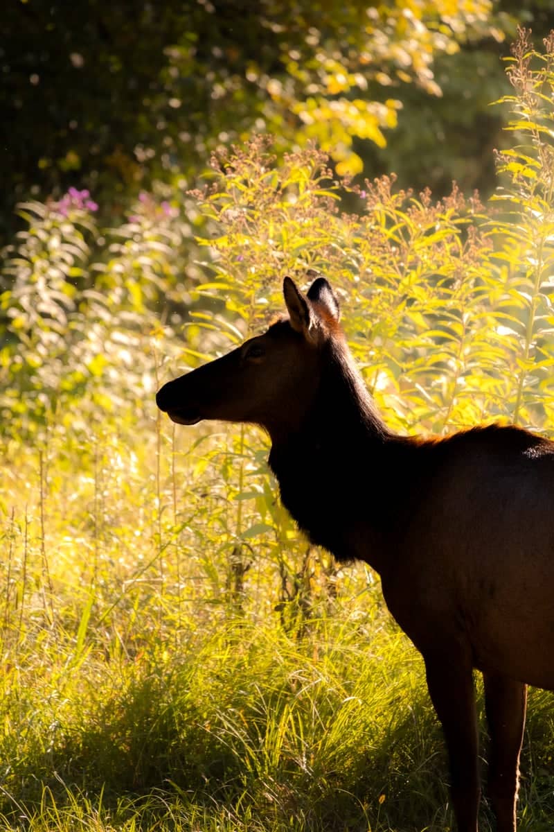Cataloochee Valley Elk Viewing - Image 1