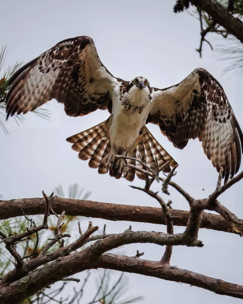 Lake Murray Wildlife Area - Image 1