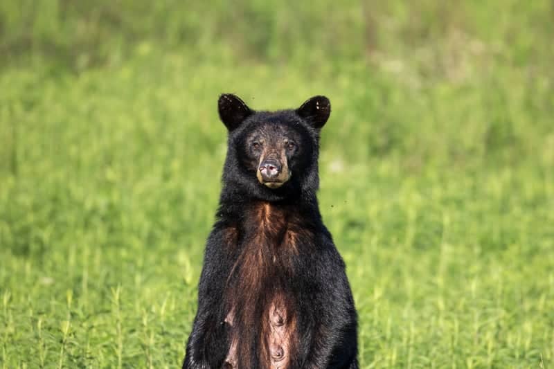 Cades Cove - Image 1