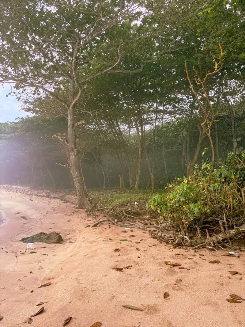 Princess Town Coastal Forest - Image 1