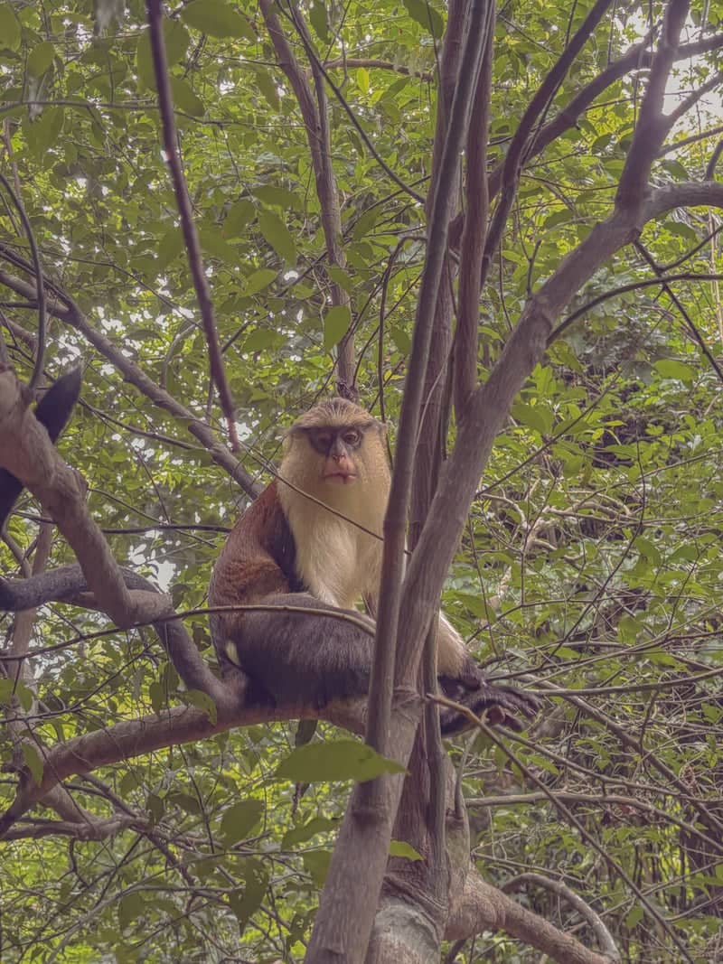 Tafi Atome Monkey Sanctuary - Image 1