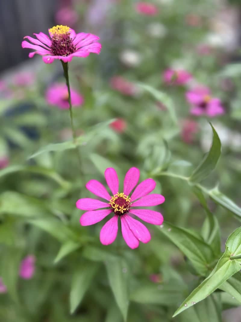 Zinnia Garden in Tangerang - Image 1