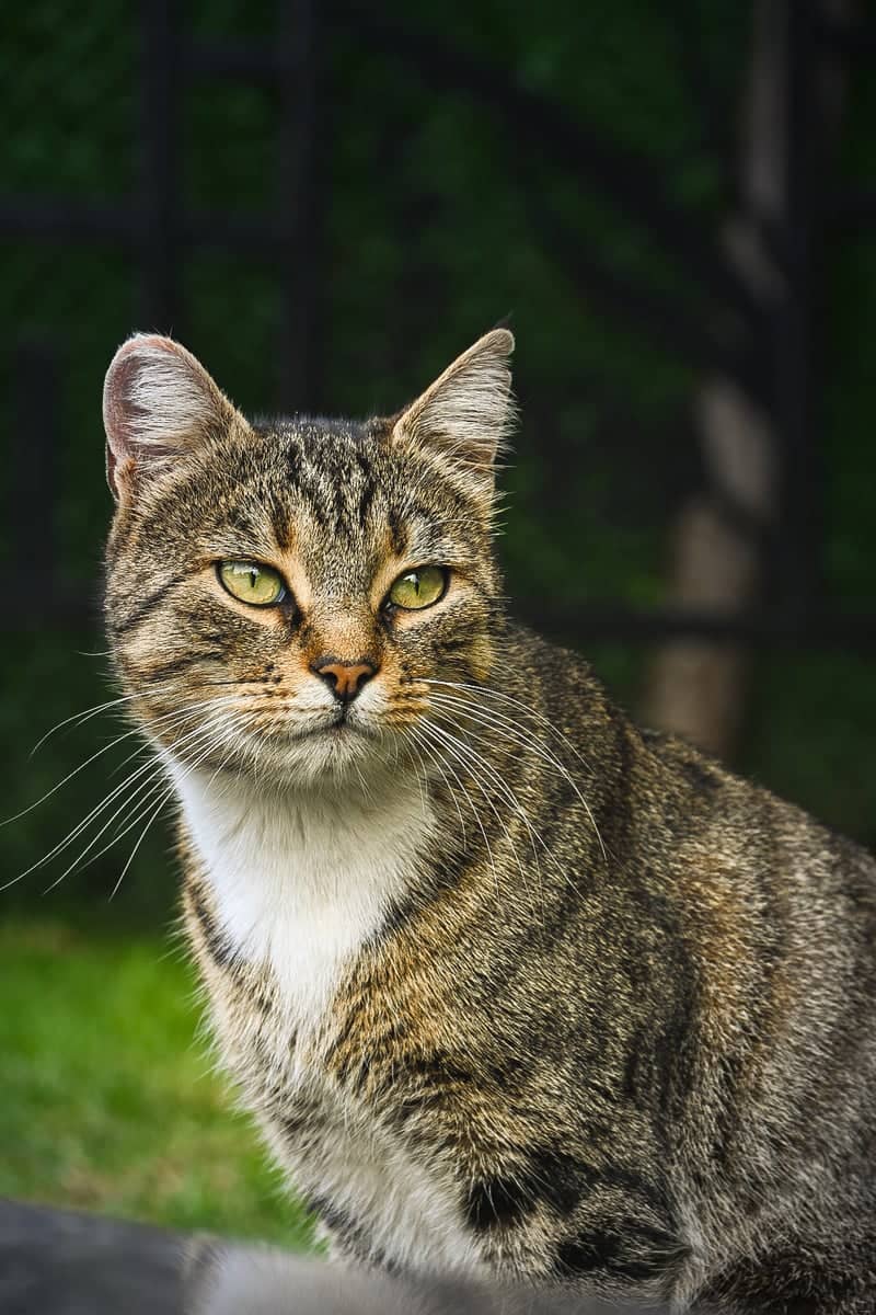 Street Cats of Çekmeköy - Image 1