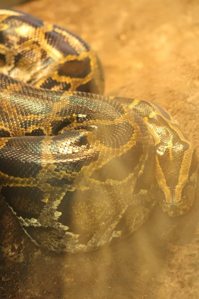 Cameron Park Zoo - Image 1