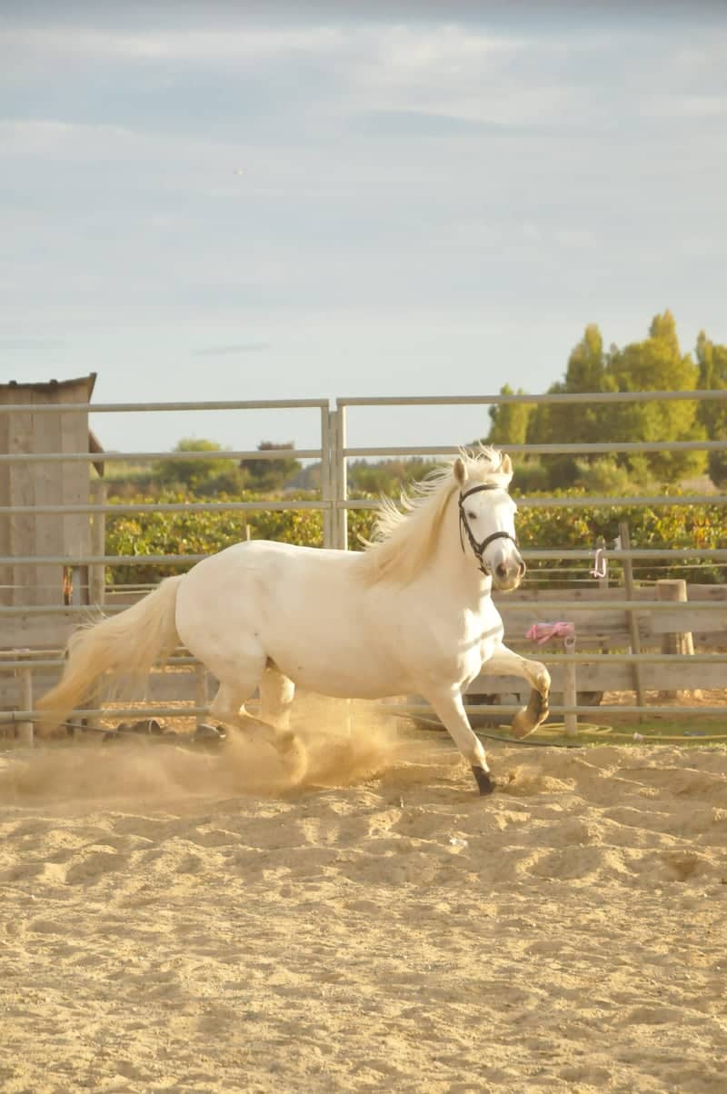 Mudaison Equestrian Arena - Image 1