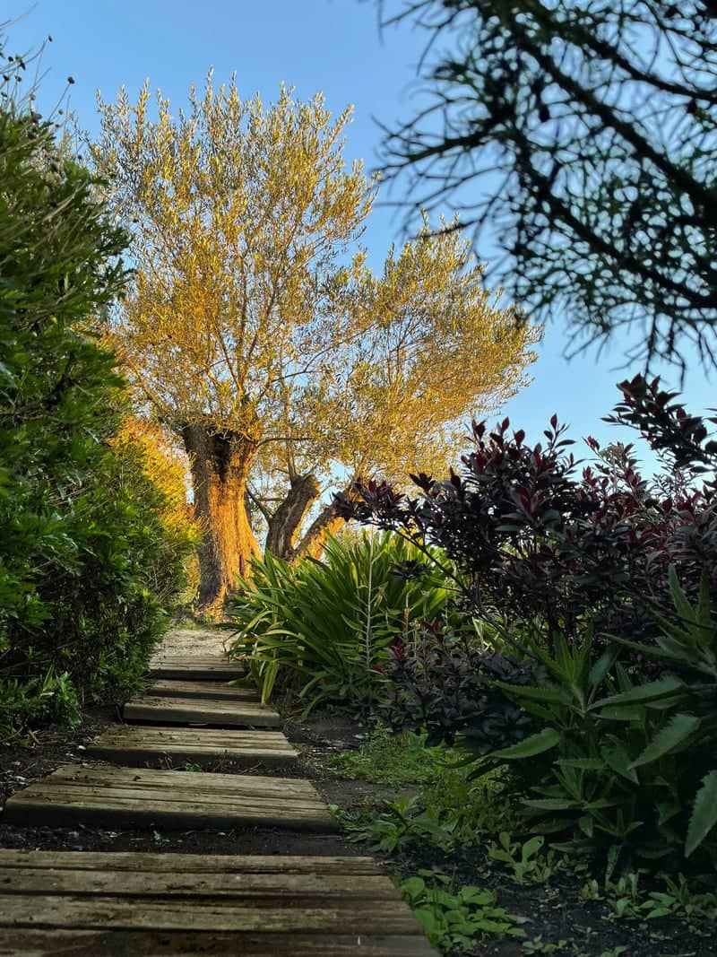 Olivas de Gramado Garden Path - Image 1