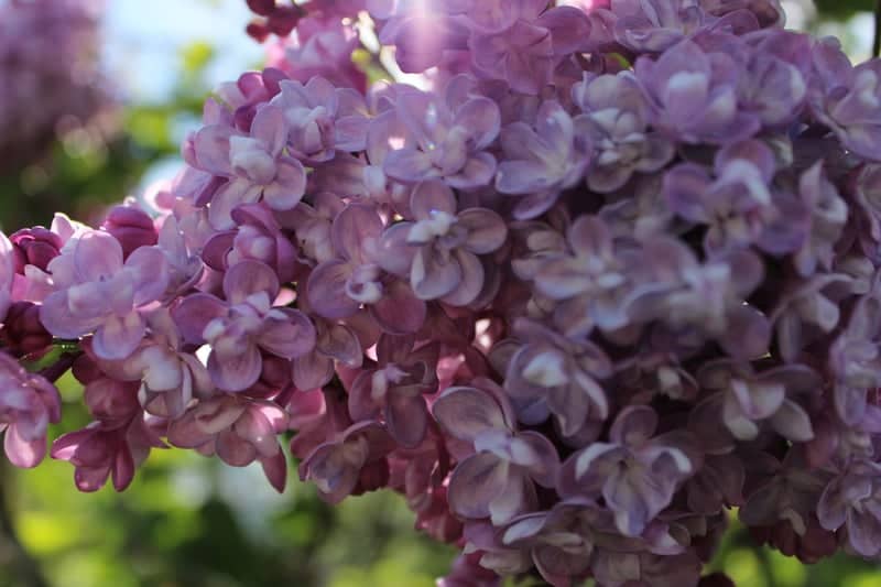 Seward Waterfront Lilacs - Image 1