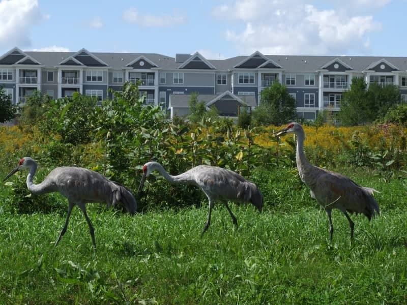 Pewaukee Suburban Wildlife Field - Image 1