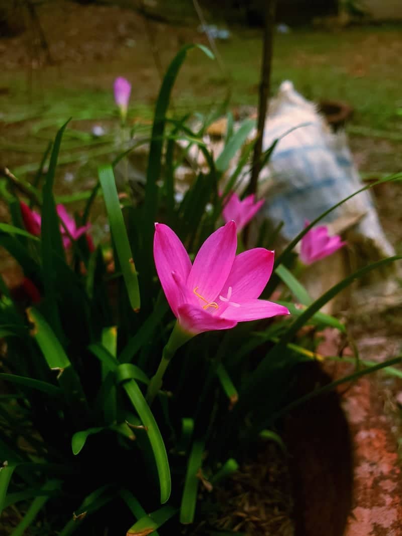 Kanjirappally Garden Blooms - Image 1