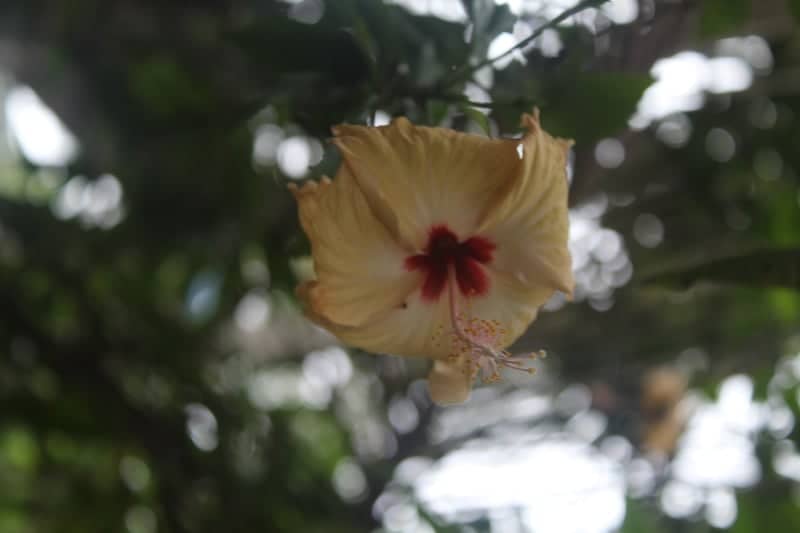 Koyilandy Tropical Garden - Image 1