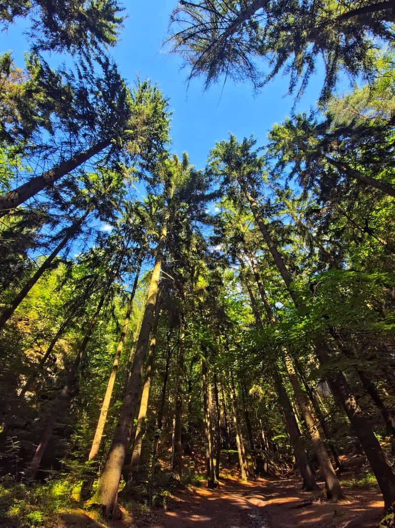 Lusatian Mountains Forest Trail - Image 1