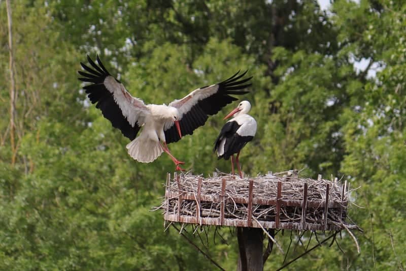 Stork Nesting Platform, Nalliers - Image 1