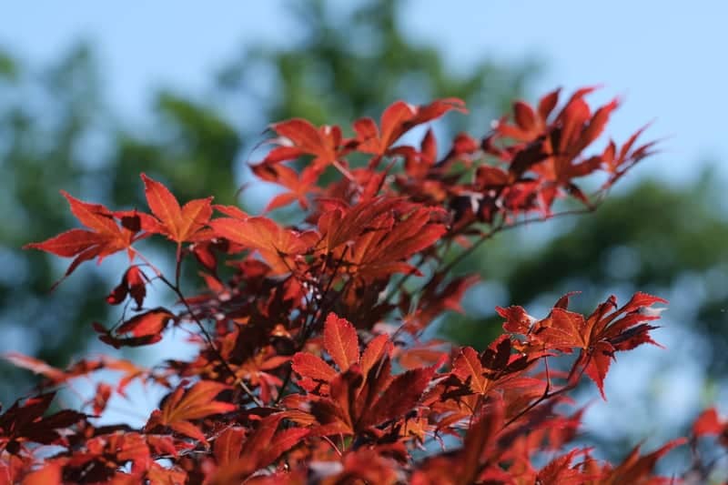Altmünster Lakeside Foliage - Image 1