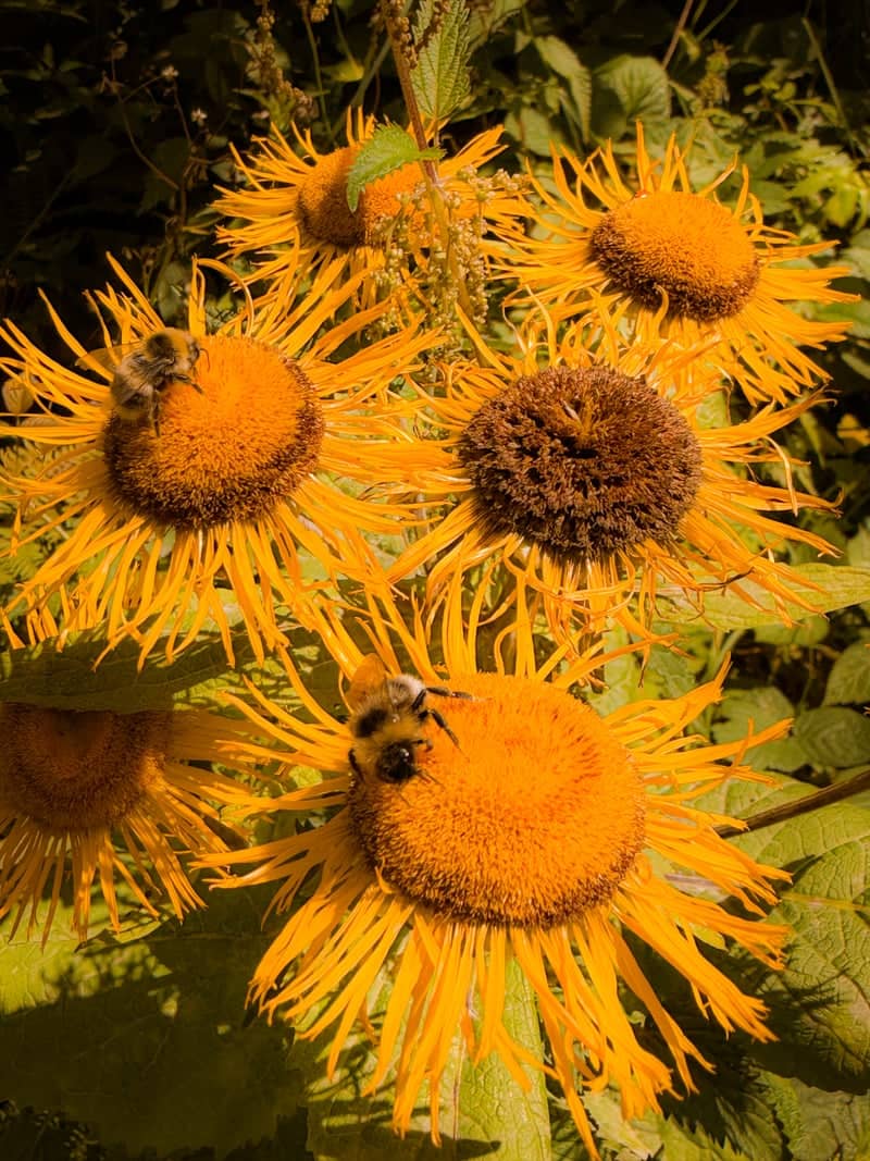 Gardens of Bad Ischl - Image 1