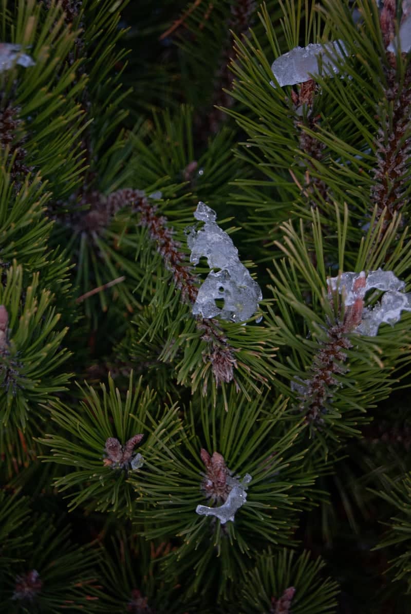 Icy Pine Needles in Leningrad Forest - Image 1
