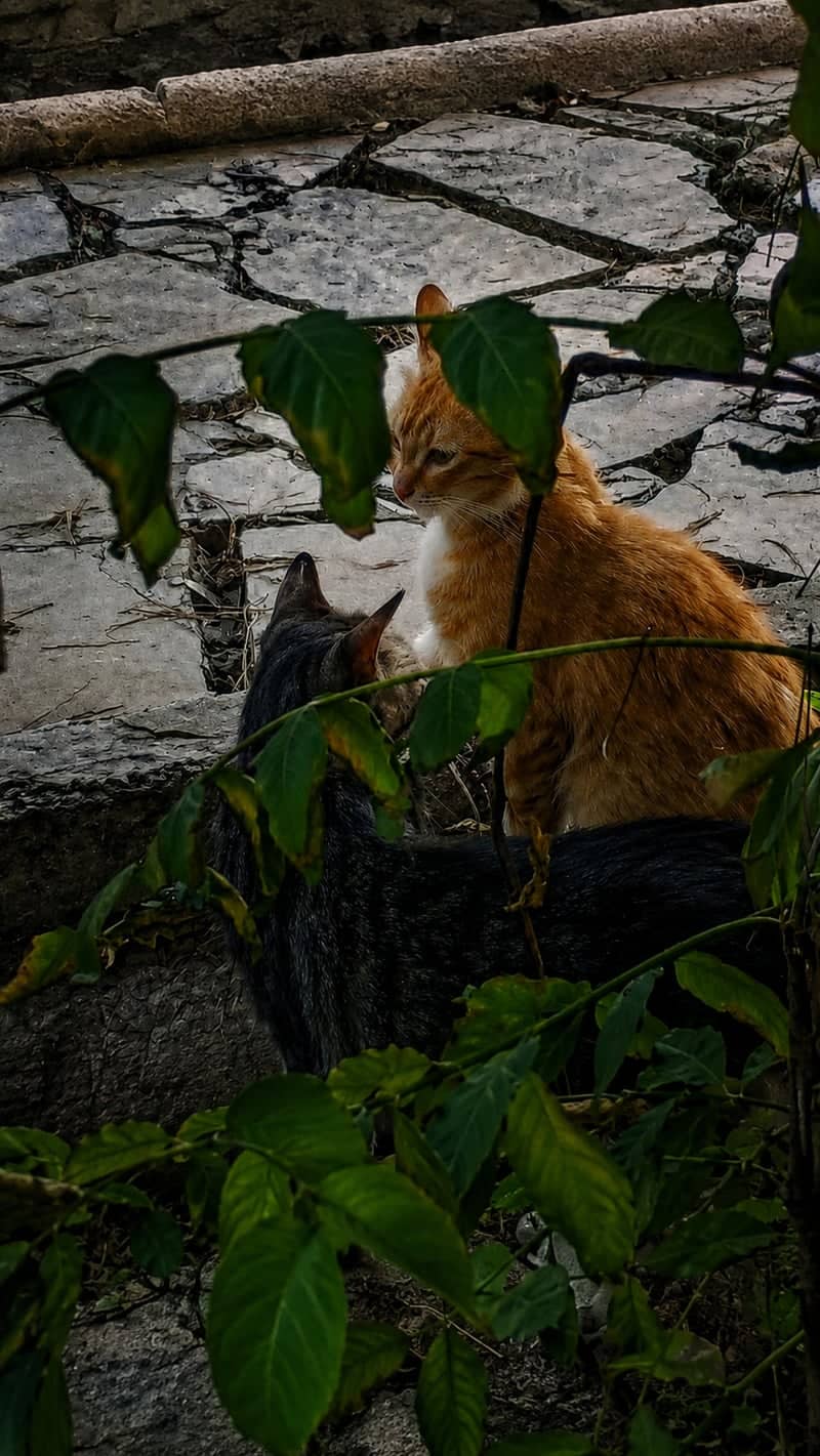 Damascus Garden Path - Image 1