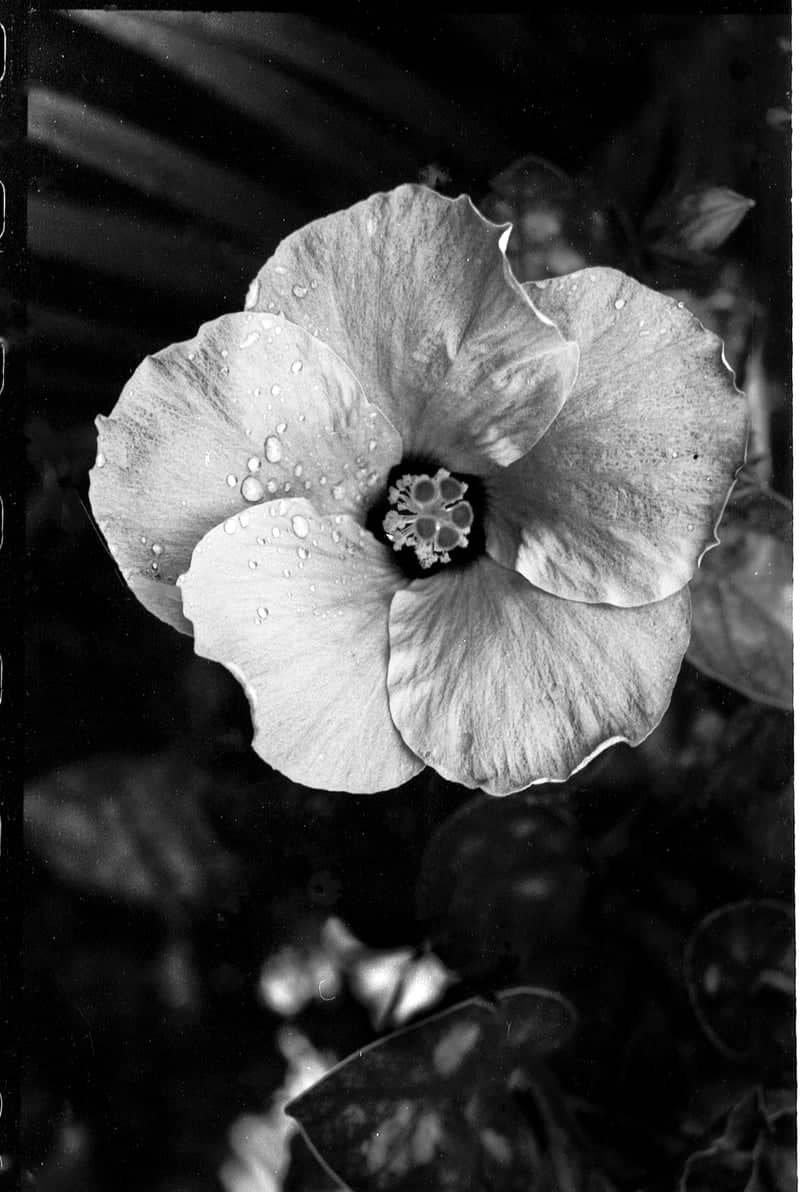 Fort Lauderdale Tropical Garden - Image 1