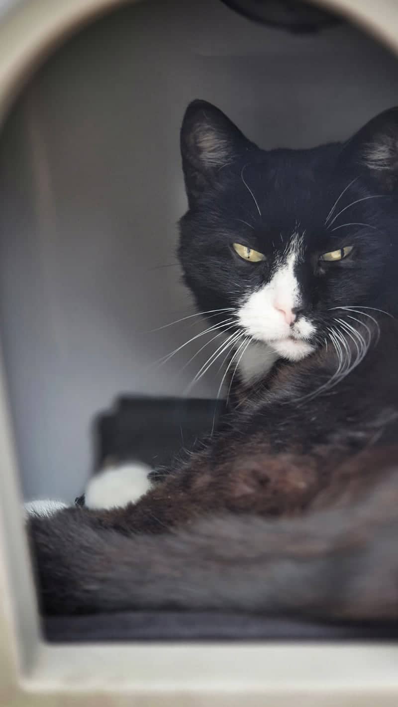 Wons Village Cat Portrait - Image 1