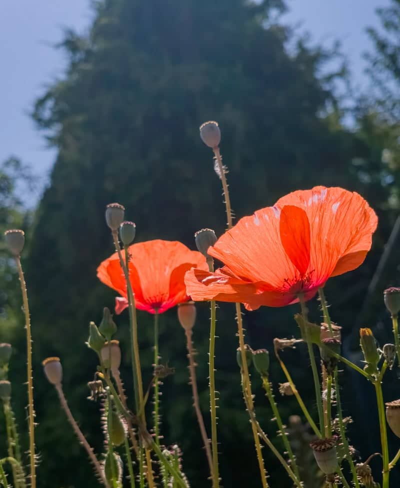 Wons Poppy Garden - Image 1
