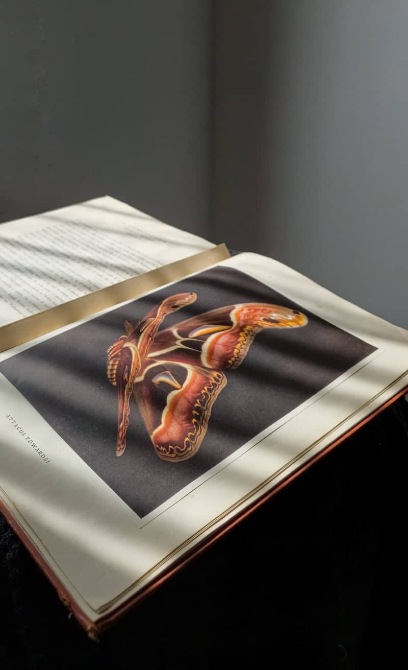 Vintage Book Still Life - Image 1