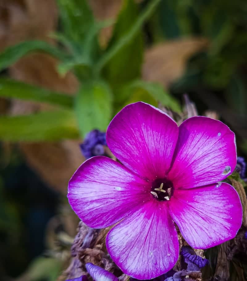 Wons Garden Blooms - Image 1