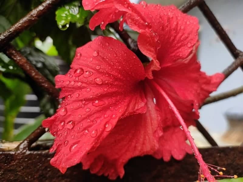 Madhyapur Thimi Garden Bloom - Image 1