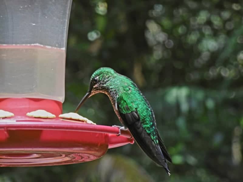 National Museum of Costa Rica Gardens - Image 1
