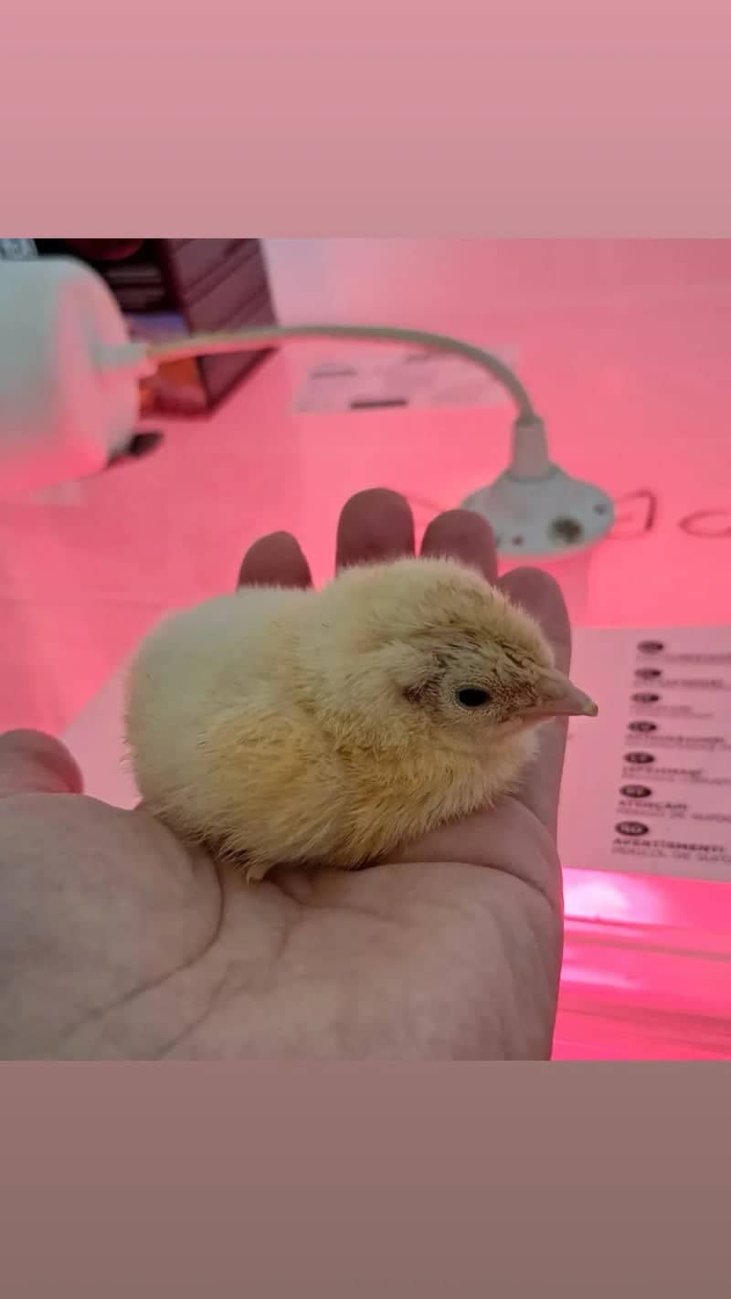 Úvaly Chick Brooder - Image 1