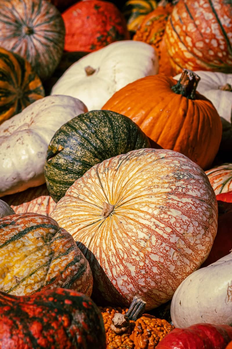 Gertrudenhof Pumpkin Market - Image 1