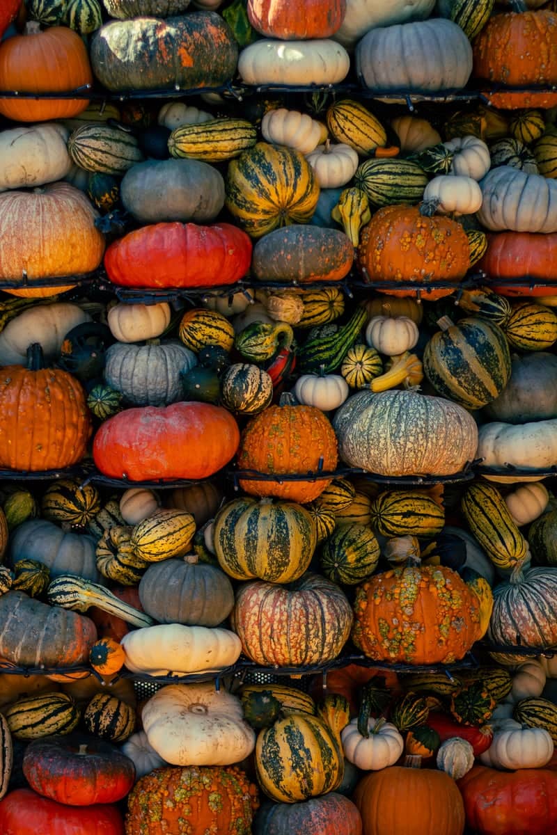Gertrudenhof Pumpkin Market - Image 1