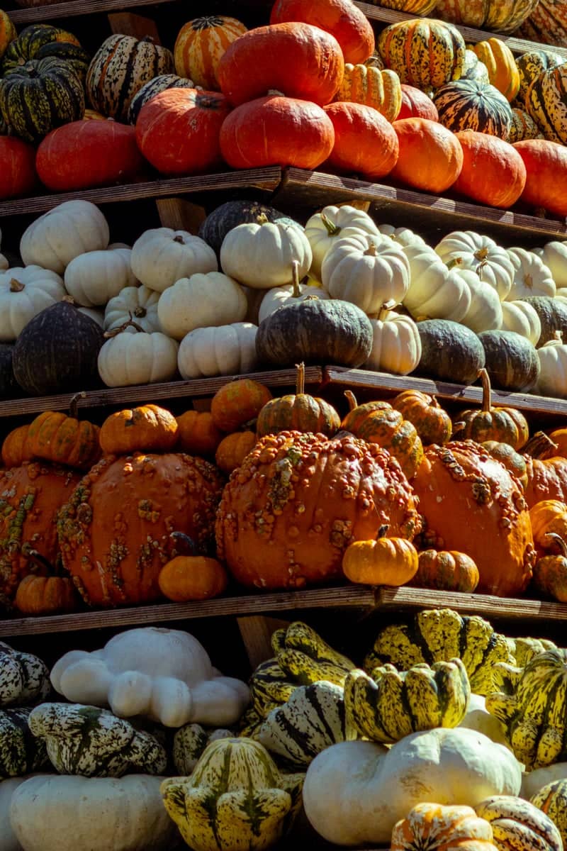 Gertrudenhof Pumpkin Market - Image 1