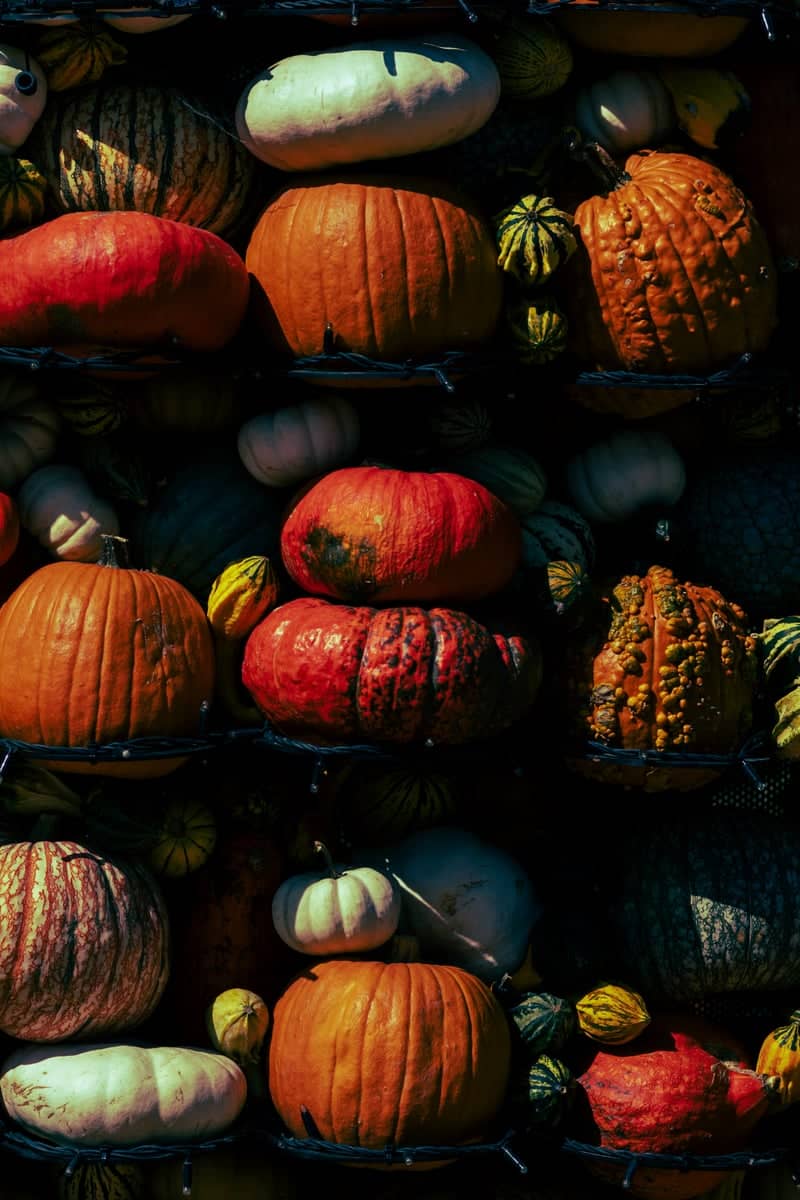 Gertrudenhof Pumpkin Market - Image 1