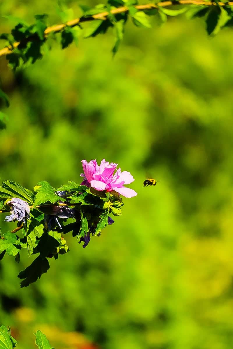 West Warwick Garden Blooms - Image 1