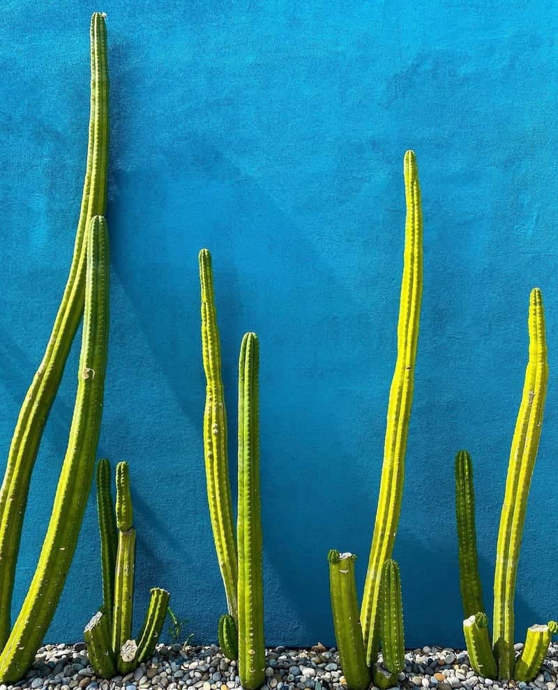 Blue Wall Cacti of West Hollywood - Image 1