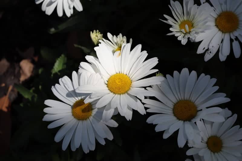 Oconomowoc Garden Daisies - Image 1