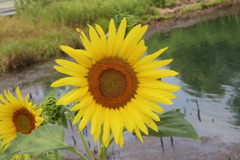 Flagler Avenue Waterfront Garden - Image 1