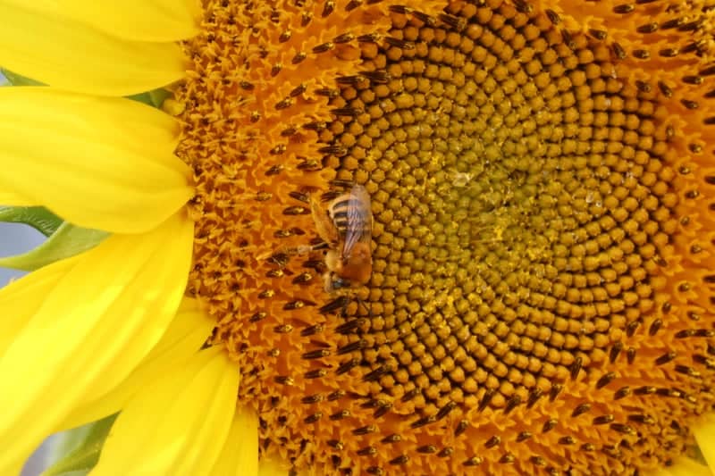 Key West Sunflower Garden - Image 1
