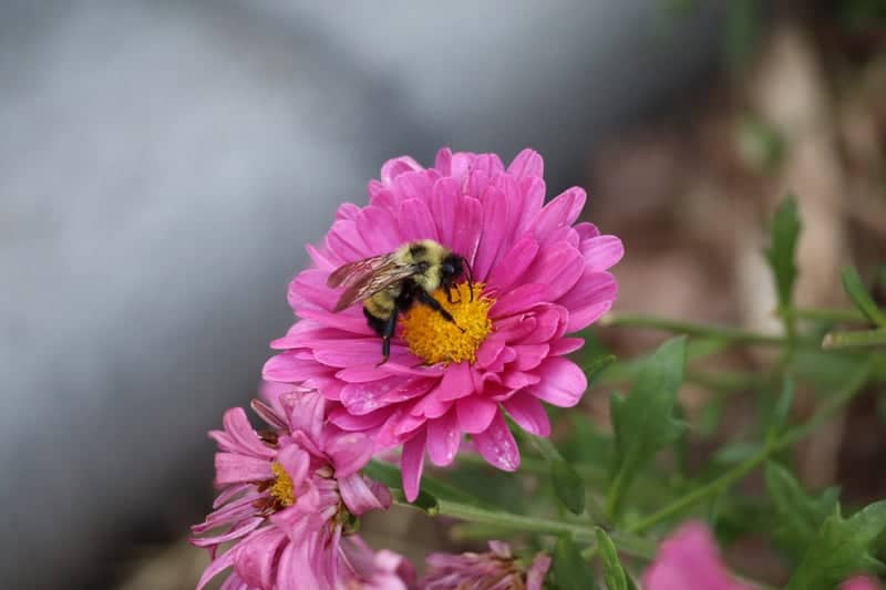 California PA Garden Blooms - Image 1